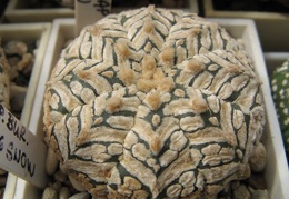 Astrophytum asterias Zebra Snow
