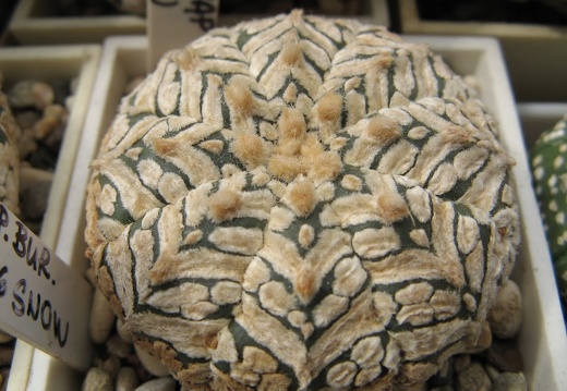 Astrophytum asterias Zebra Snow