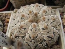 Astrophytum asterias Zebra Snow  2