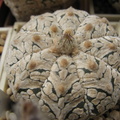 Astrophytum asterias Zebra Snow  2