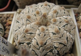 Astrophytum asterias Zebra Snow  2