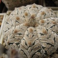 Astrophytum_asterias_Zebra_Snow__2.JPG