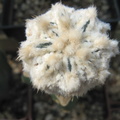 Astrophytum asterias Zebra Snow  3