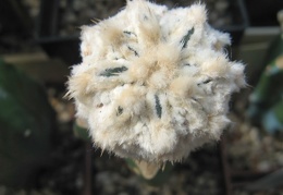 Astrophytum asterias Zebra Snow  3