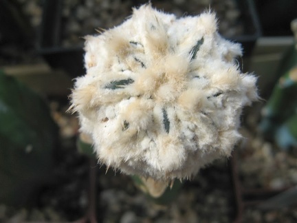 Astrophytum asterias Zebra Snow  3