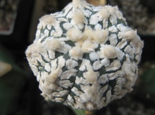 Astrophytum asterias Zebra Snow  4