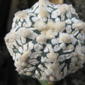 Astrophytum asterias Zebra Snow  4