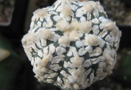Astrophytum asterias Zebra Snow  4
