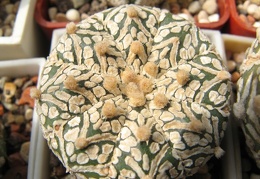 Astrophytum asterias Zebra  2