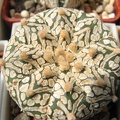Astrophytum asterias Zebra  2