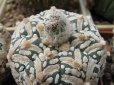 Astrophytum asterias Zebra  3