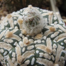 Astrophytum asterias Zebra  3