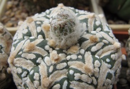 Astrophytum asterias Zebra  3