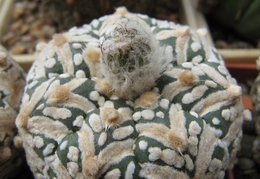 Astrophytum asterias Zebra  3