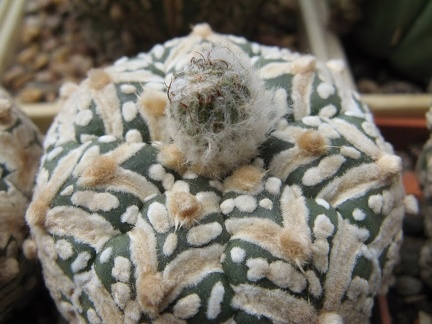 Astrophytum asterias Zebra  3