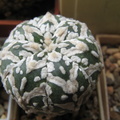 Astrophytum asterias Zebra  4