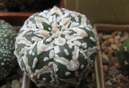 Astrophytum asterias Zebra  4