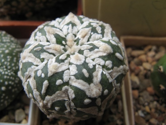 Astrophytum asterias Zebra  4