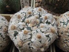 Astrophytum asterias Zebra  5