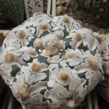 Astrophytum asterias Zebra  5