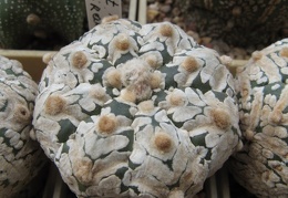 Astrophytum asterias Zebra  5