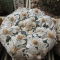 Astrophytum_asterias_Zebra__5.JPG