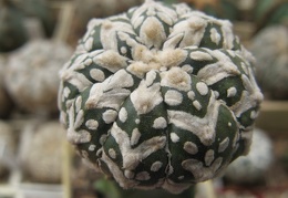 Astrophytum asterias Zebza