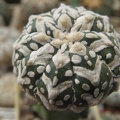 Astrophytum asterias Zebza