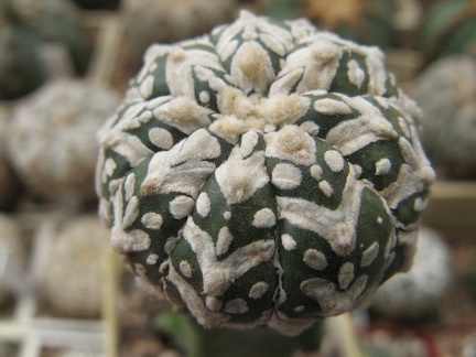 Astrophytum asterias Zebza