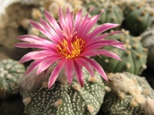 Astrophytum asterias cv Rote Bluete Bulah