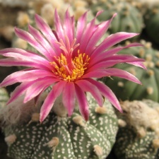 Astrophytum asterias cv Rote Bluete Bulah