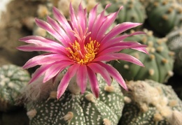 Astrophytum asterias cv Rote Bluete Bulah