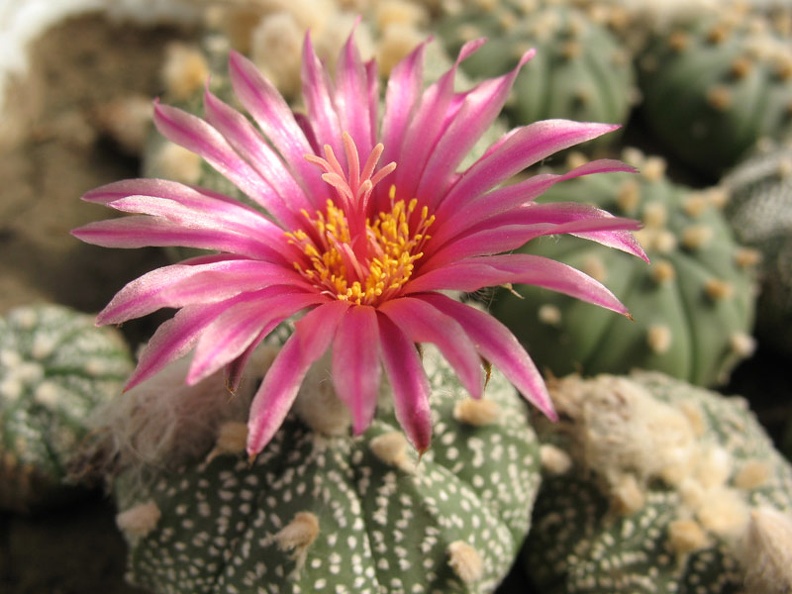 Astrophytum_asterias_cv_Rote_Bluete_Bulah.jpg