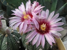 Astrophytum asterias cv Rote Bluete  Fomenko