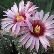 Astrophytum asterias cv Rote Bluete  Fomenko