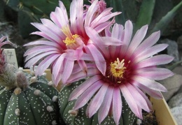 Astrophytum asterias cv Rote Bluete  Fomenko