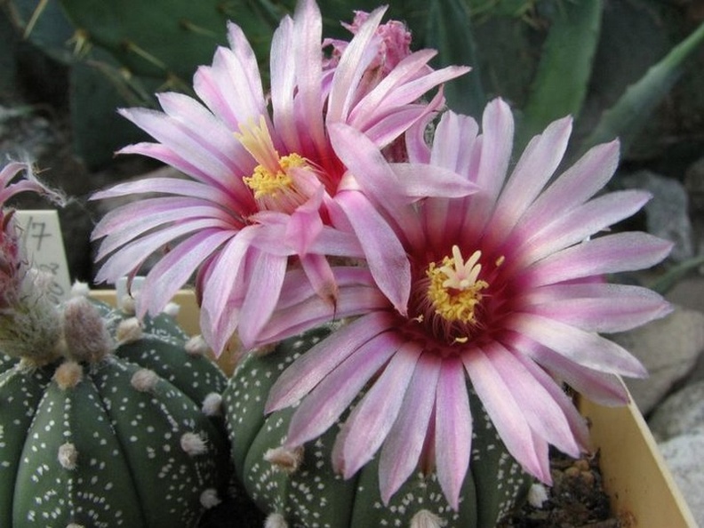 Astrophytum_asterias_cv_Rote_Bluete__Fomenko.jpg