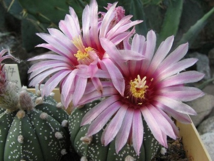 Astrophytum asterias cv Rote Bluete  Fomenko