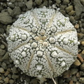 Astrophytum asterias cv Super Kabuto
