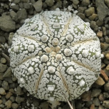 Astrophytum asterias cv Super Kabuto