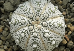 Astrophytum asterias cv Super Kabuto