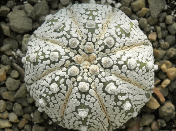 Astrophytum asterias cv Super Kabuto