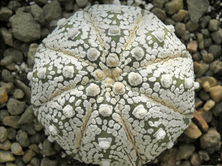 Astrophytum asterias cv Super Kabuto
