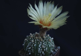 Astrophytum asterias cv Superkabuto Pechersky