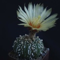 Astrophytum asterias cv Superkabuto Pechersky