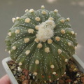 Astrophytum asterias grafted