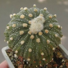 Astrophytum asterias grafted