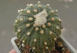 Astrophytum asterias grafted