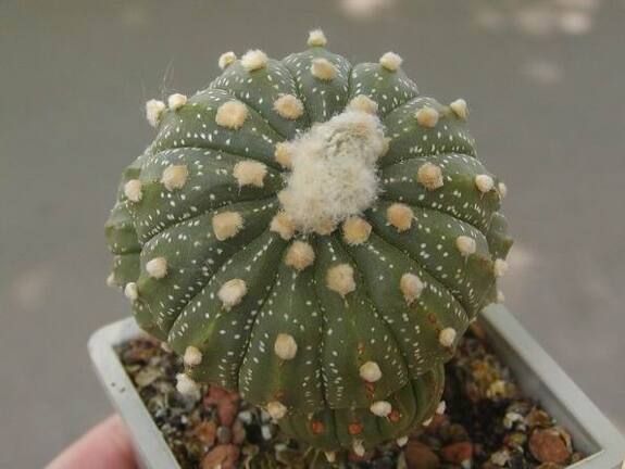 Astrophytum asterias grafted