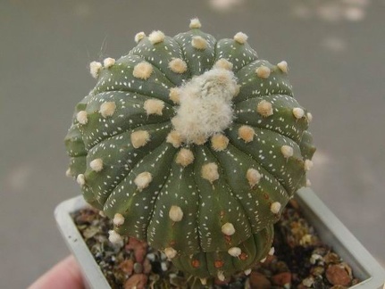 Astrophytum asterias grafted